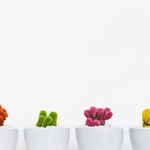 Init : Animer une formation en situation professionnelle