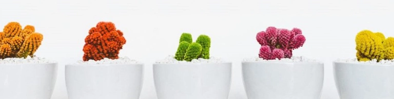 Init, Formation initiale pour formateurs